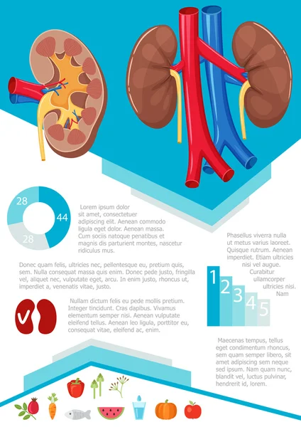 Infografía renal humana — Archivo Imágenes Vectoriales