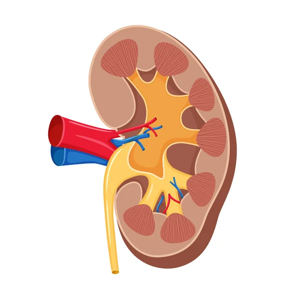 Vector renal humano — Archivo Imágenes Vectoriales