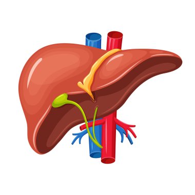 insan karaciğer anatomisi