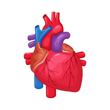 insan kalp anatomisi