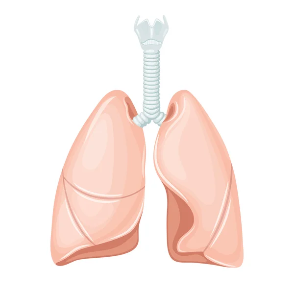 人类肺部解剖 — 图库矢量图片