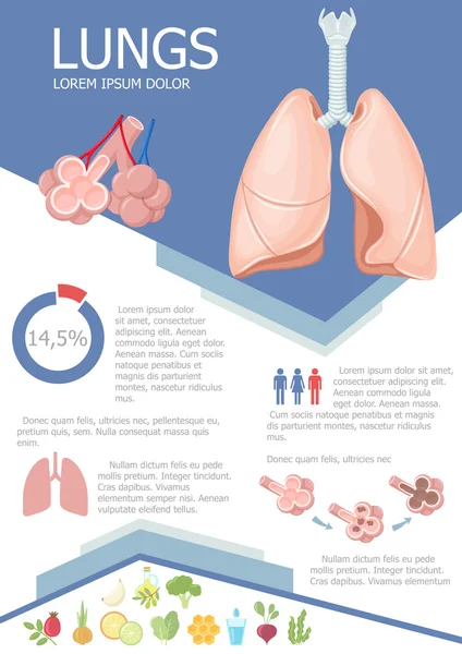 Układ oddechowy człowieka Infografika — Wektor stockowy