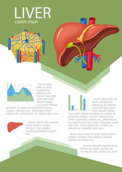 Human liver infographic — Stock Vector