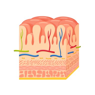 Mide duvar anatomisi