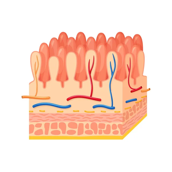 Anatomia da parede intestinal — Vetor de Stock