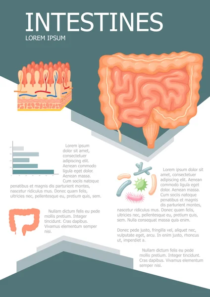 Infografía de intestinos humanos — Vector de stock