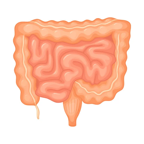 Anatomia dos intestinos humanos — Vetor de Stock