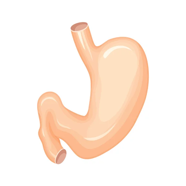 Insan mide anatomisi — Stok Vektör