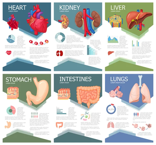 Anatomia degli organi umani — Vettoriale Stock