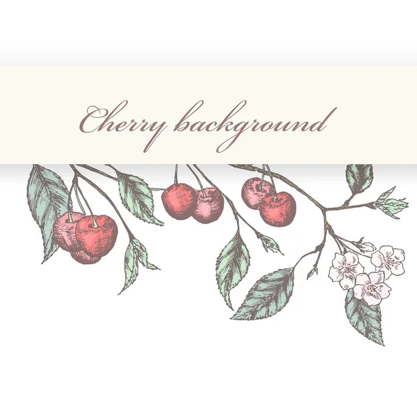 Vintage cherry background — Stock Vector