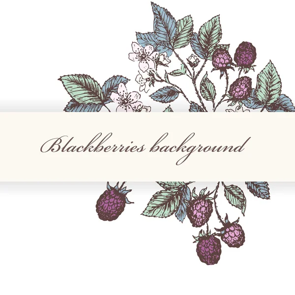 Blackberries 1 — Stock Vector