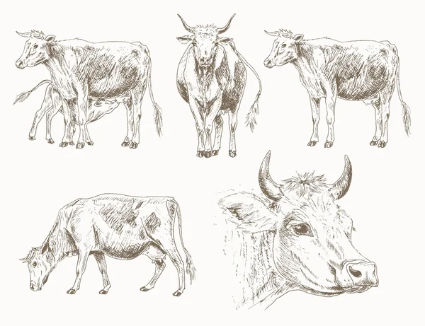 Cows Vector Graphics