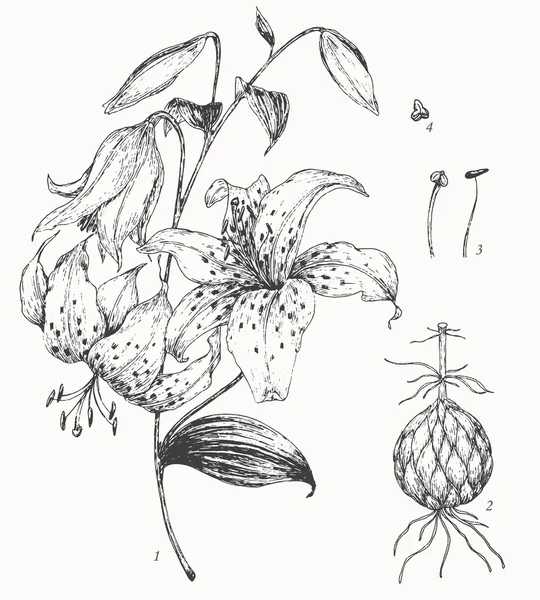 Illustrazione botanica Lily — Vettoriale Stock
