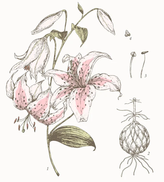 Лілія ботанічні ілюстрація — стоковий вектор