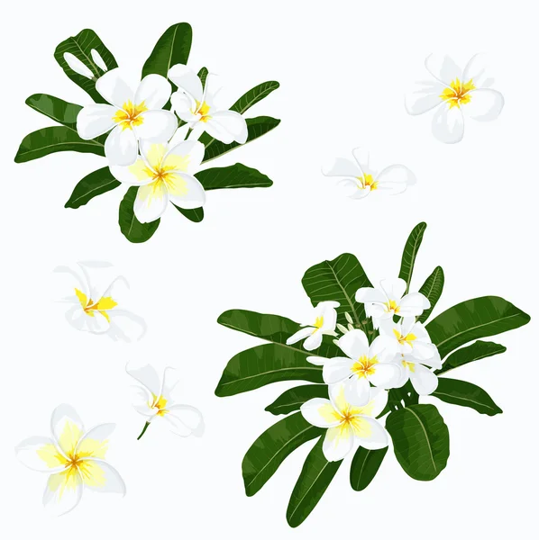 Conjunto de flores Plumeria — Archivo Imágenes Vectoriales