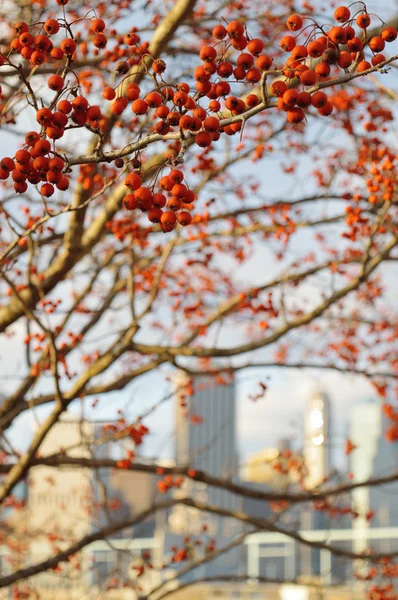 Red rowan berries. — Stock Photo, Image