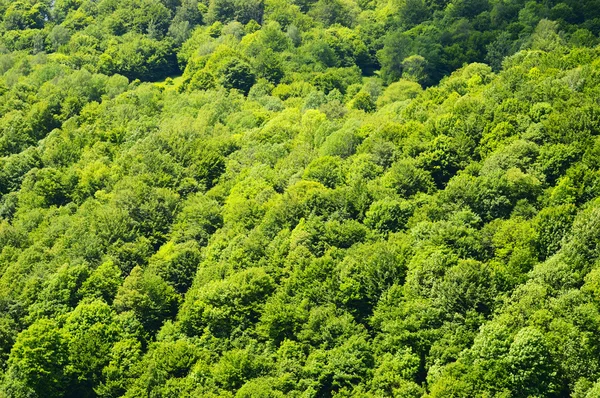 Bosque verde de verano . — Foto de Stock