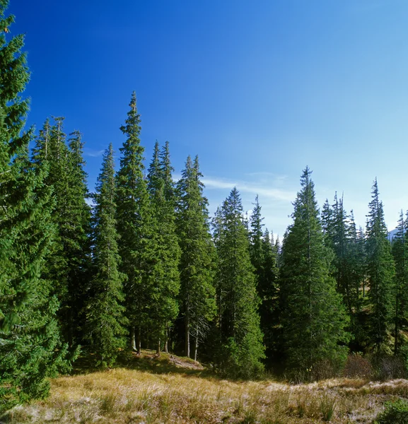 Grüner Wald. — Stockfoto