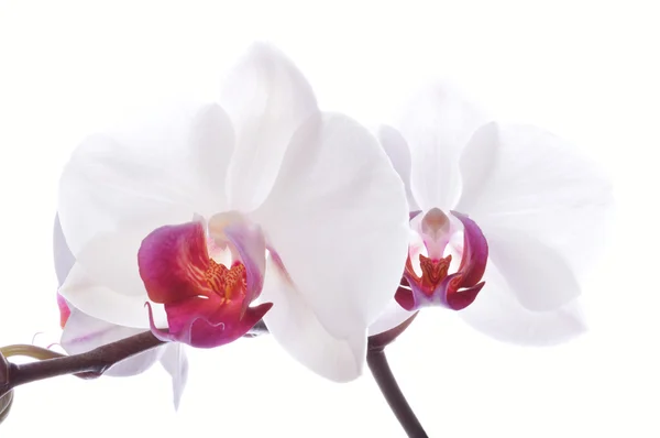Orquídea. — Fotografia de Stock