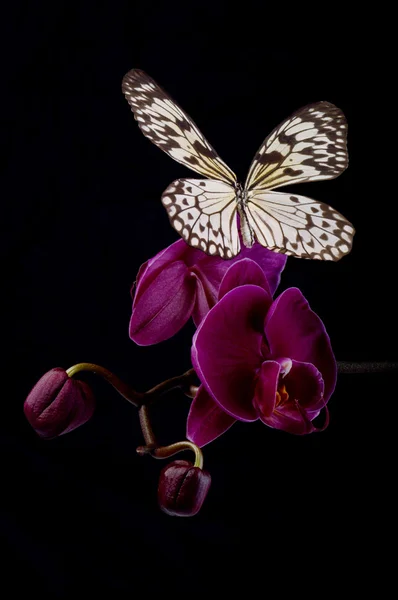 Butterfly on pink orchids. — Stock Photo, Image