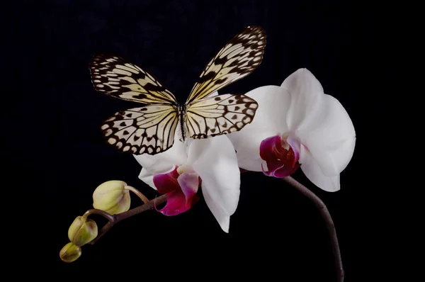 Borboleta em uma orquídea branca . — Fotografia de Stock