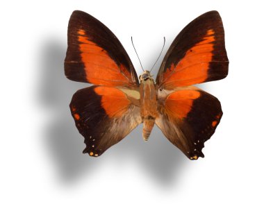 beyaz izole kelebek.