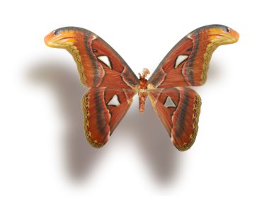 beyaz izole kelebek.