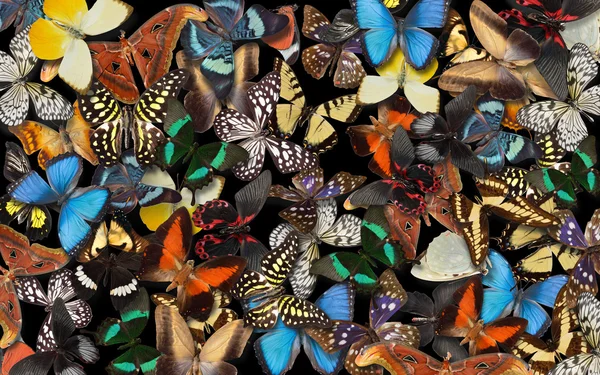 Papillons. — Photo