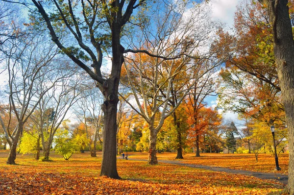 Otoño en el parque. — Foto de Stock