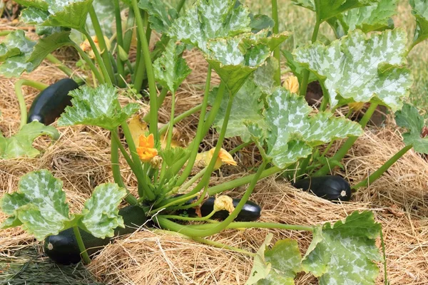 Calabacín en nuestro jardín de permacultura orgánica con mantillo —  Fotos de Stock