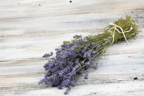 Dried Lavandula, common name lavender — Stock Photo, Image