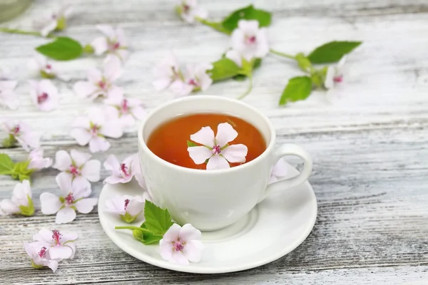 Chá de Marsh Mallow, lat. Althaea officinalis — Fotografia de Stock