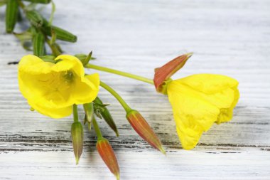 Evening primrose, lat. Oenothera biennis, çiçek ahşap tahta üzerinde ayrıntılı