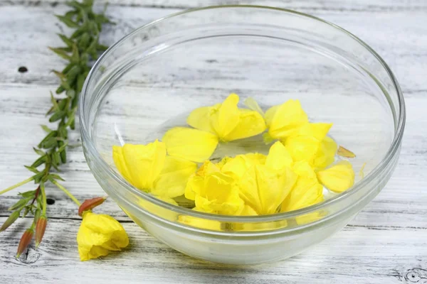 Making Bach flower remedy, Oenothera biennis, evening star — Stock Photo, Image