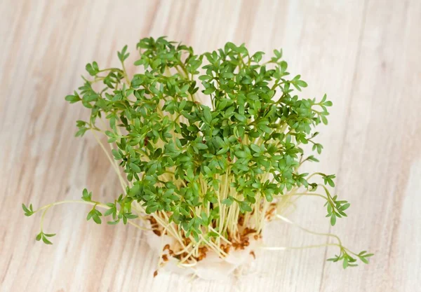 Garden cress  growing from cotton pad , top view. Lepidum sativum, also called mustard and cress, garden pepper cress,  pepperwort or pepper grass.