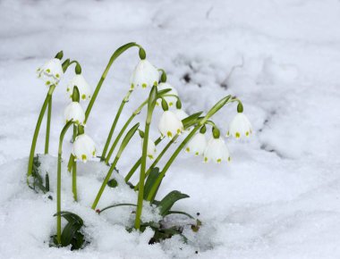 Beautiful white spring snowflake (Leucojum vernum) flowering in the  snow. One of the first flowers growing in the snow. clipart