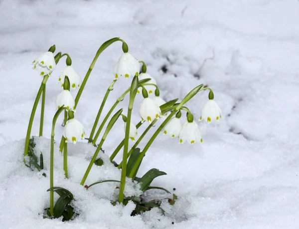 Bonito Floco Neve Branco Primavera Leucojum Vernum Florescendo Neve Uma — Fotografia de Stock