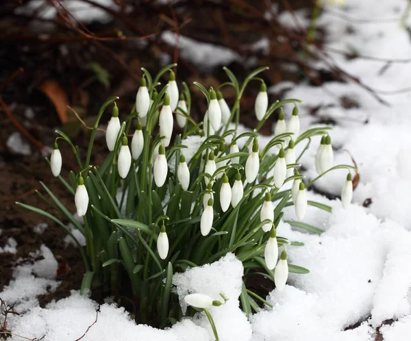 Piękne Białe Wiosenne Opady Śniegu Galanthus Nivalis Kwitnące Śniegu Jeden — Zdjęcie stockowe