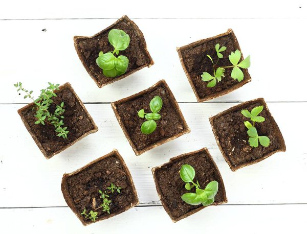 Young herb seedlings in pots, top view, flat lay