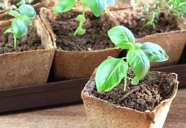 ポットの若いバジルの苗 生分解性泥炭の苔のポット 茶色の木製のテーブルの小さなバジル — ストック写真