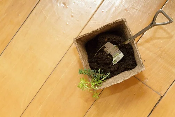 将植物重新种植到木地板上的花盆中 将小苗移植到可生物降解的苔藓盆中 平整地种植 复制空间 — 图库照片