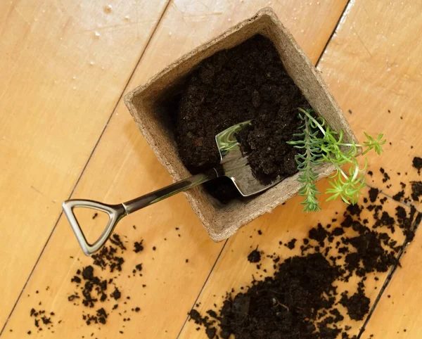 将植物重新种植到木地板上的花盆中 小苗被重新种植到可生物降解的苔藓盆中 平整地种植 — 图库照片