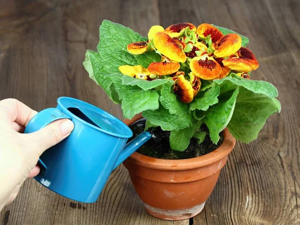 Watering Calceolaria Biflora Also Called Slipper Flower Calceolaria Pot Brown — Stock Photo, Image