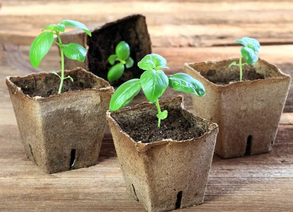 盆栽生长在可生物降解的泥炭苔藓盆中 小罗勒 放在褐色木制桌子上的锅里 — 图库照片