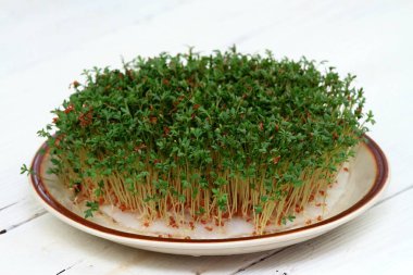 Tabakta büyüyen bahçe teresi, beyaz ahşap masa. Lepidum sativum, hardal ve tere olarak da bilinir, bahçe biberi teresi, biber otu veya biber otu..