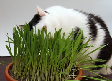 Kediler için ot yiyen siyah beyaz kedi. Ekstra vitamin ve minerallerle dolu buğday çimi.