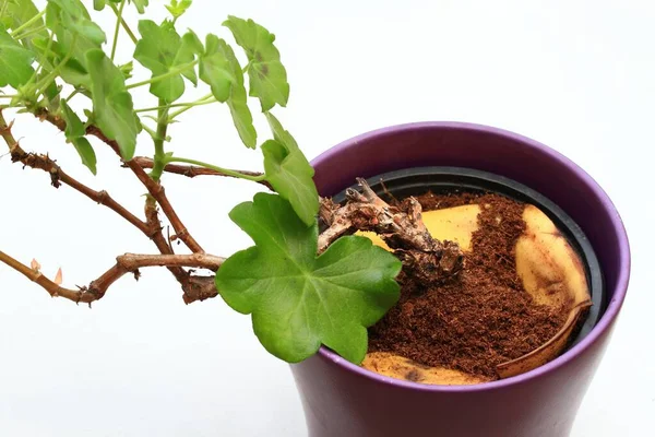 Eco Friendly Cheap Way How Manure Plants Flowers Banana Peels — Photo