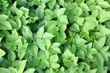 Aegopodyum podagraria, aynı zamanda toprak büyüğü veya ot, piskopos otu, gut otu. Yeşil arka plan. Bu bitkinin yaprakları, üst manzara. 