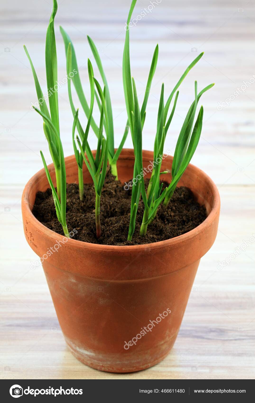 Growing Garlic Small Pot Young Green Garlic Plants Can Grow, 57% OFF