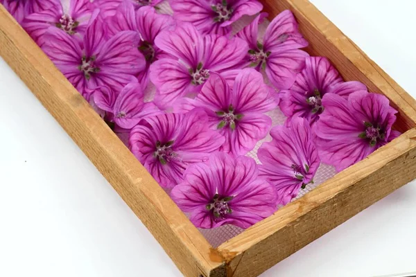 Fiori Malva Selvatica Lat Malva Sylvestris Setaccio Erba Medicinale Stato — Foto Stock